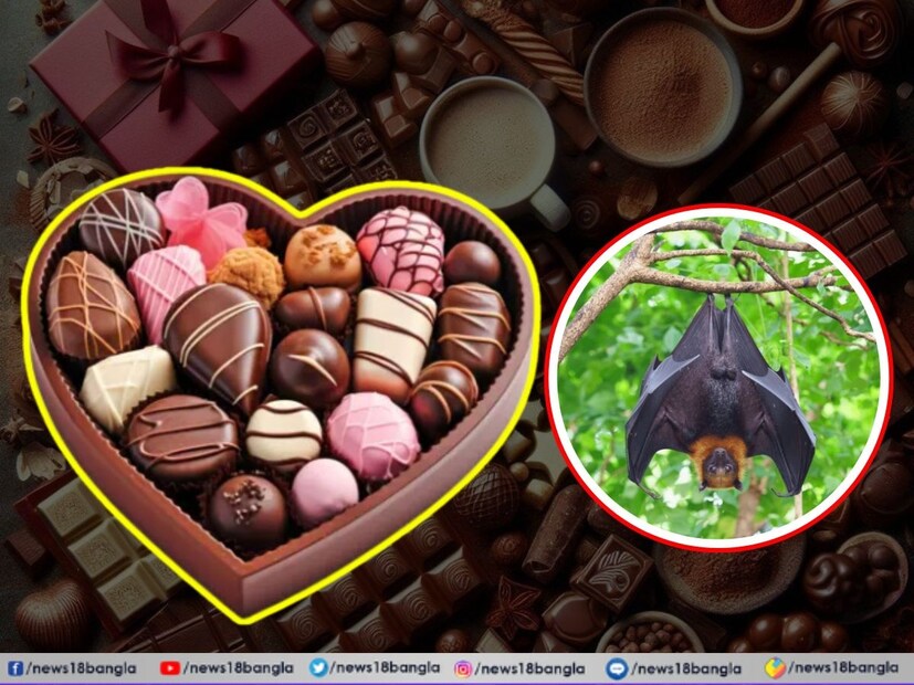 বাদুড় নিয়ে এমনিতে কারও বিশেষ ভাবনা নেই। রাতের অন্ধকারে উড়ে বেড়ানো এই প্রাণি থেকে দূরে থাকাই পছন্দ করেন সকলে। এদের কেউ পোষার কথা মাথায়ও আনেন না। এমনকী ভাইরাস ঘটিত কোনও রোগের জন্ম হলেই প্রথম নিশানা করা হয় বাদুড়কেই। 