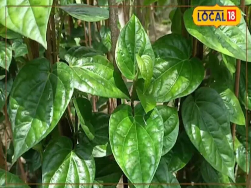 যারা শ্বাসকষ্টে ভোগেন, তাদের জন্য পান পাতার ক্বাথ পান করা খুবই উপকারী, কারণ এটি শ্বাসযন্ত্রের প্রদাহ কমাতে সাহায্য করে এবং শ্বাসকষ্টের সমস্যা অনেকটাই কমায়।