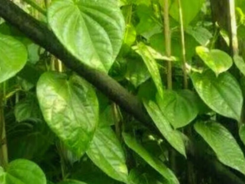 ডায়াবেটিস রোগীদের জন্য পান পাতা উপকারী, কারণ এতে অ্যান্টি-অক্সিডেন্ট এবং অ্যান্টি-ডায়াবেটিক গুণ রয়েছে, যা রক্তে শর্করা স্তর নিয়ন্ত্রণে রাখে।
