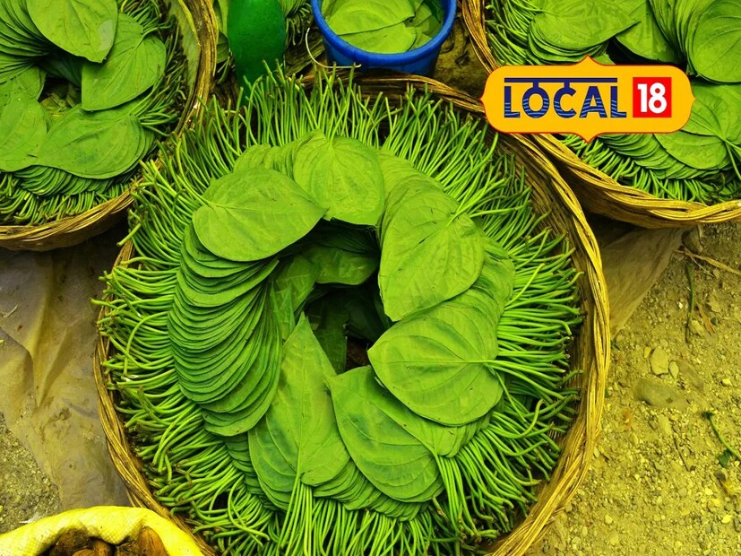 আমাদের দেশে আজও আয়ুর্বেদে বিশ্বাস রাখা হয়, কারণ এখানে প্রতিটি রোগের চিকিৎসা সম্ভব। এর মধ্যে একটি কার্যকরী ঔষধি উপাদান হলো পান পাতার ডাঁটা, যা আমাদের শরীরের জন্য অত্যন্ত উপকারী।