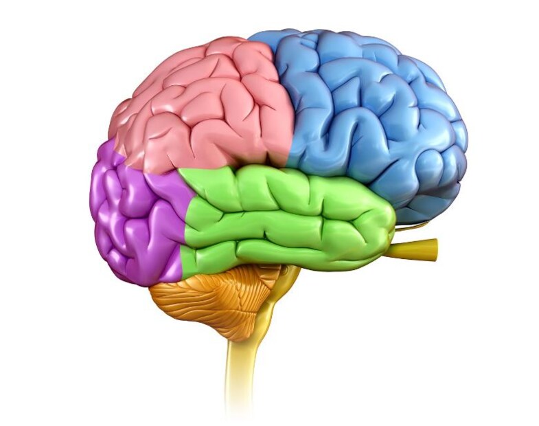 মস্তিষ্ক শরীরের অন্যতম একটি গুরুত্বপূর্ণ অঙ্গ। চিন্তা, স্মৃতি, আবেগ সহ সব কাজেই মস্তিষ্ক কার্যকরী ভূমিকা রাখে। এককথায় বলতে গেলে শরীরকে নিয়ন্ত্রণ করে মস্তিষ্ক। তাই সকলেরই মস্তিষ্ক ভাল রাখা প্রয়োজন।