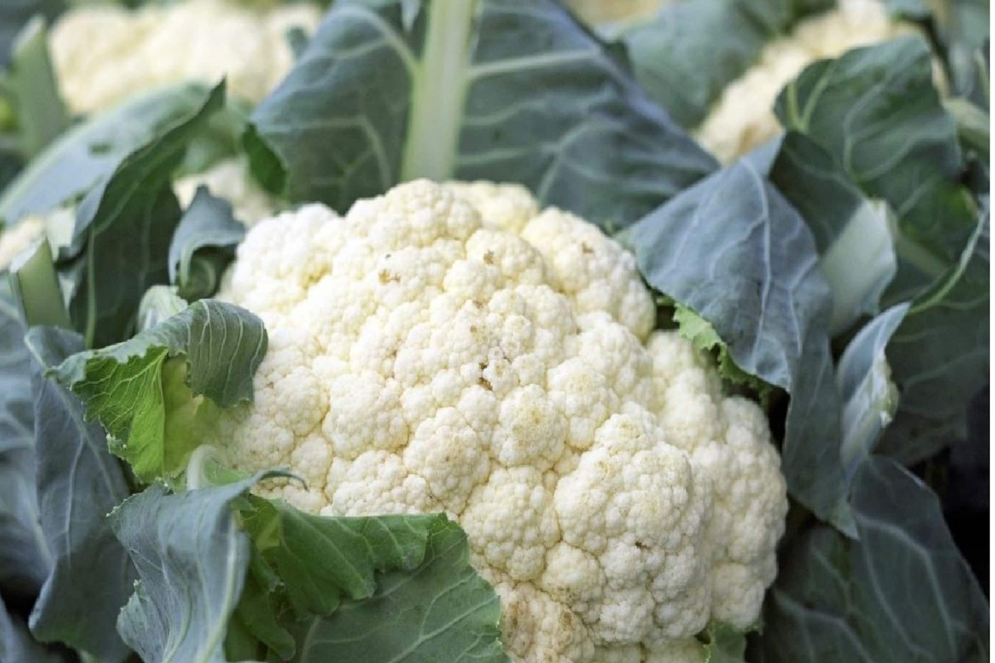 ভুলেও ছোঁবেন না ফুলকপি, যদি থাকে 'এই' রোগ! আপনিও কি সেই দলে? বিপদ ডাকছেন না তো?