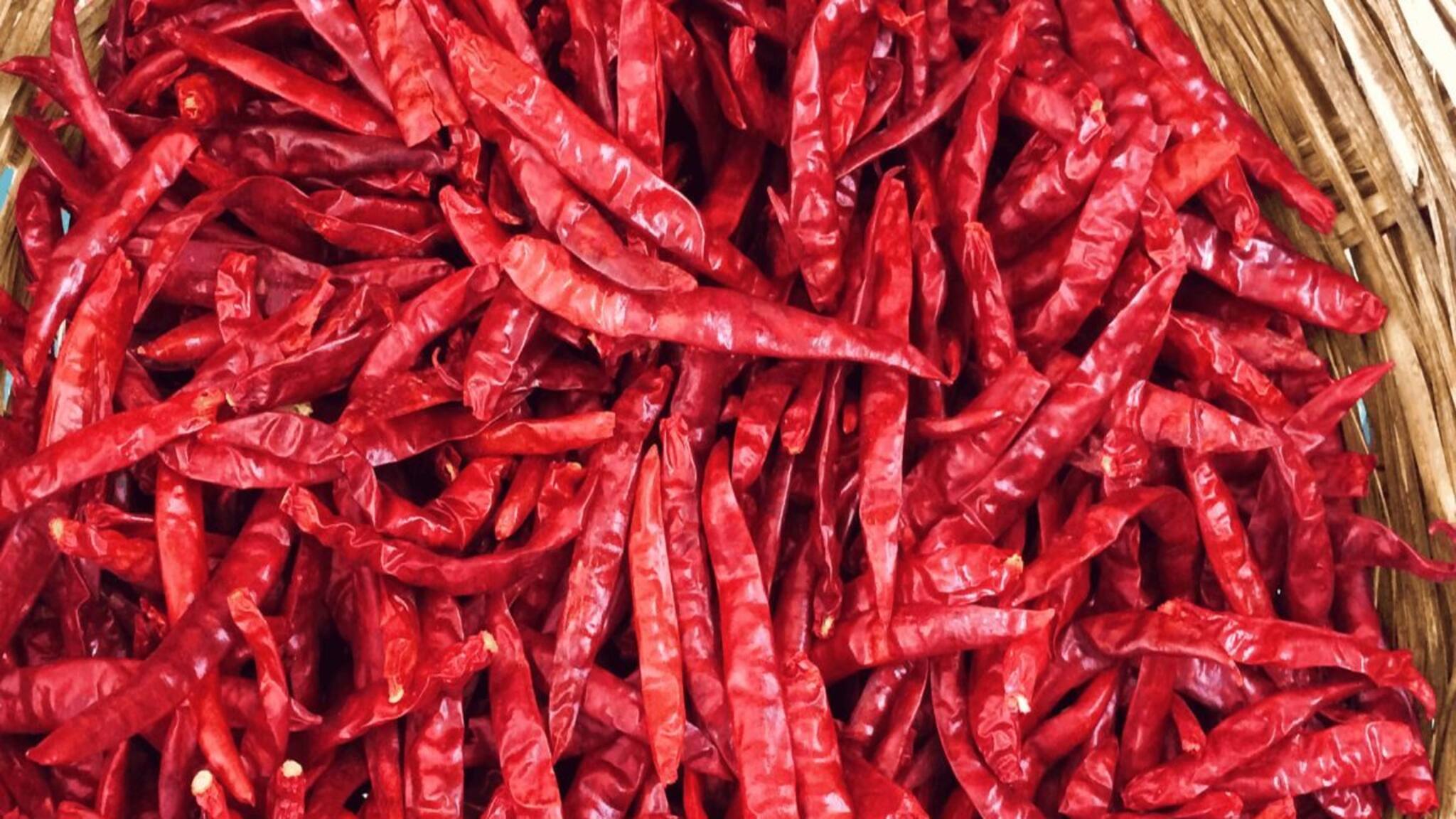 লঙ্কা চাষেই লালে লাল! মাটিতে মেশান ছোট্ট 'জিনিস'! বাড়ির বাগানে দেদার ফলবে তেজা!