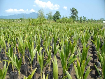একবার