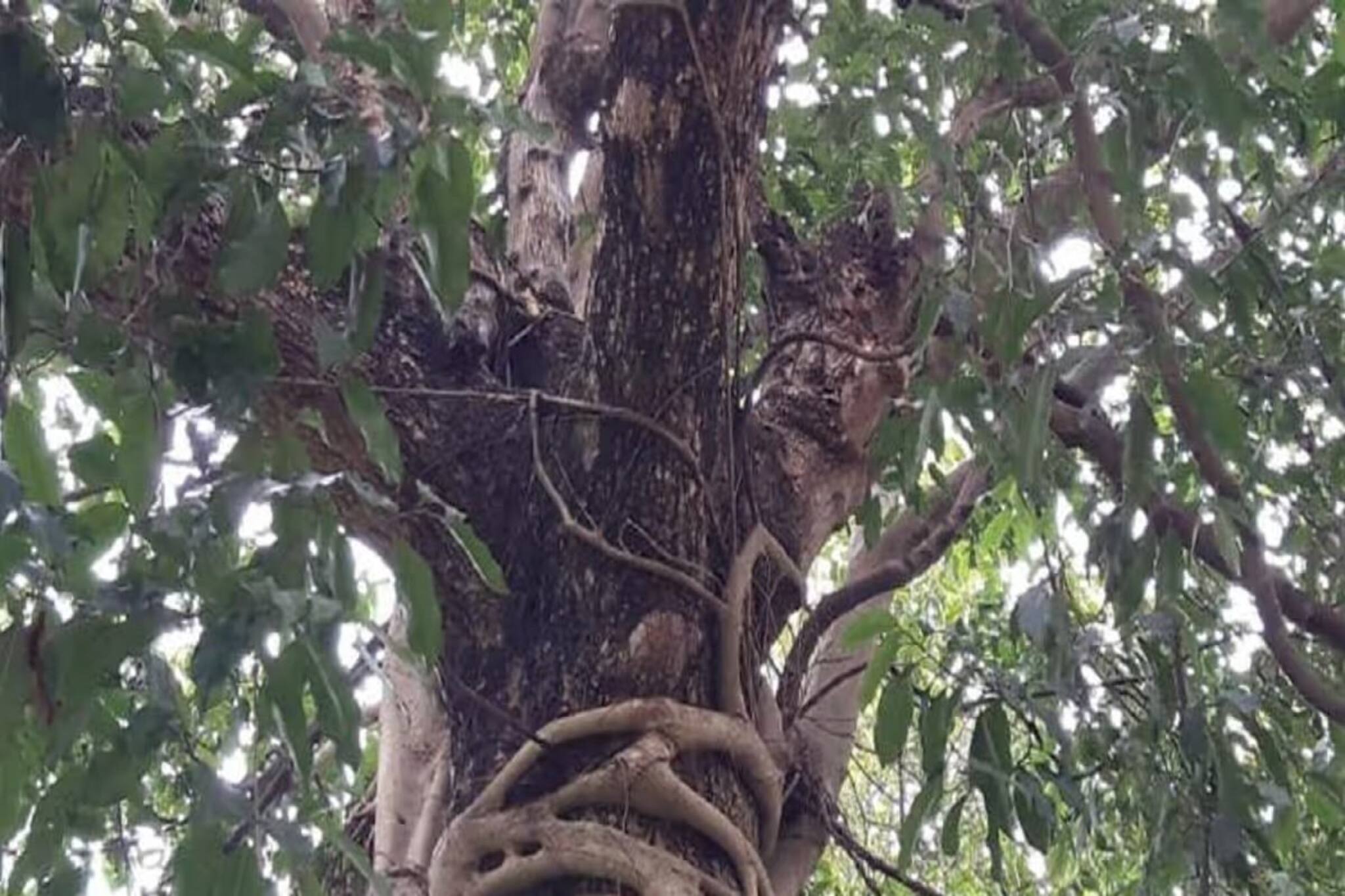 লিলুয়ায় গাছ থেকে ওটা কী ঝুলছে! পরনের প্যান্ট দিয়ে ফাঁস! শুভঙ্করের ভয়ঙ্কর পরিণতি