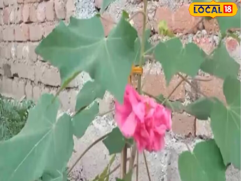 জাতীয় ফুল তো বটেই, ভারতে পদ্ম ফুলের অপরিসীম ধর্মীয় গুরুত্বও রয়েছে। হিন্দু পুরাণ অনুসারে, পদ্মের উৎপত্তি ভগবান বিষ্ণুর নাভি থেকে বলে মনে করা হয় এবং ব্রহ্মাজি, ব্রহ্মাজি, যিনি পদ্ম ফুল থেকে জন্মগ্রহণ করেছিলেন। তাই পদ্মকে ব্রহ্মা, লক্ষ্মী ও সরস্বতীর আসন বলে মনে করা হয়। 