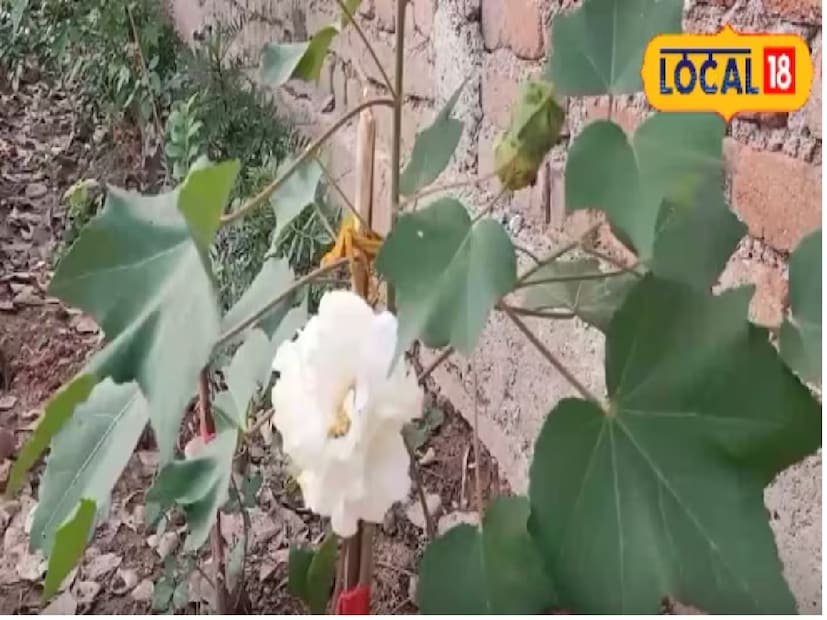 স্থানীয়রা এটিকে বলেন পদ্ম, কিন্তু এ পদ্ম জলে ফোটে না। ইংরেজিতে Land Lotus বা Hibiscus Mutabilis নামে পরিচিত এই ফুল। আর বাংলায় আমাদের খুবই পরিচিত, স্থলপদ্ম। 
