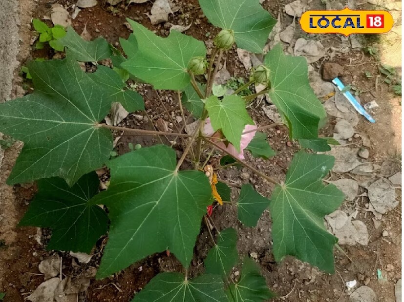 দিনে ৩ বার রঙ বদলায় এই ফুল। বিপুল জনপ্রিয়তা বাড়িতে বাড়িতে। যাঁদের বাগান করার শখ, তাঁরাই অর্ডার করেন এই গাছ। অপূর্ব সুন্দর ফুল শোভা বাড়ায় বাগানের। 