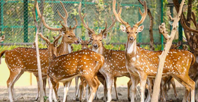 হরিণালয়: আলিপুর চিড়িয়াখানা ঘোরা হয়ে গিয়েছে। এ বছরের শীতে ঘুরে আসুন নিউটাউন ইকো পার্কের মিনি জ়ু থেকে। নামে ‘হরিণালয়’ হলেও, এখানে রয়েছে কুমির, জ়েব্রা, জিরাফ, জলহস্তী থেকে শুরু করে দেশি-বিদেশি পশু-পক্ষী। এখানে এমন অনেক বন্যপ্রাণীর দেখা মিলবে, যেগুলি আলিপুর চিড়িয়াখানায় নেই। ১২.৫ হেক্টর জুড়ে ছড়ানো জায়গাটিতে প্রথমেই নজর কাড়বে এখানকার সুসজ্জিত আবহ। ঝকঝকে রাস্তা, ফুলের বাহার আর রয়েছে মানানসই ক্যাফে। পরবর্তী কালে এখানে বাঘ, সিংহ, চিতাবাঘও আনার পরিকল্পনা রয়েছে। ঘুরে নিতে পারেন ইকো পার্কের সপ্তম আশ্চর্য, চাপতে পারেন টয় ট্রেনেও।