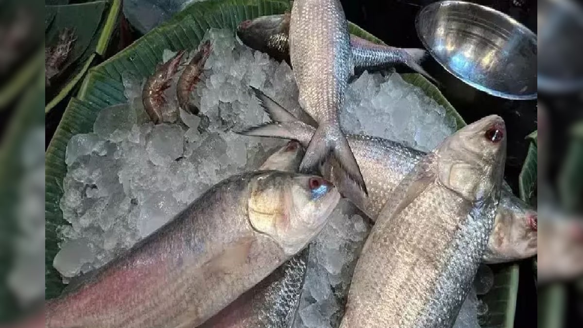 একদম ইলিশের মতো দেখতে, ইলিশ নয় কিন্তু…বর্ষা পড়তেই বাজারে হাজির! ঠিকটা চিনবেন কী করে?