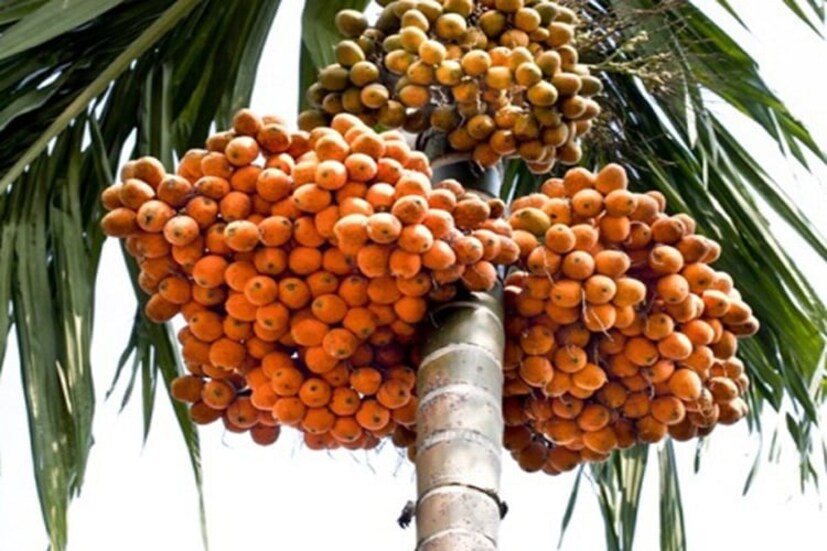 এই গাছের গোলাকৃতি শক্ত বীজ সুপারি নামে পরিচিত। সুপারি পানের মশলা হিসাবে বহুল ব্যবহার করা হয়।