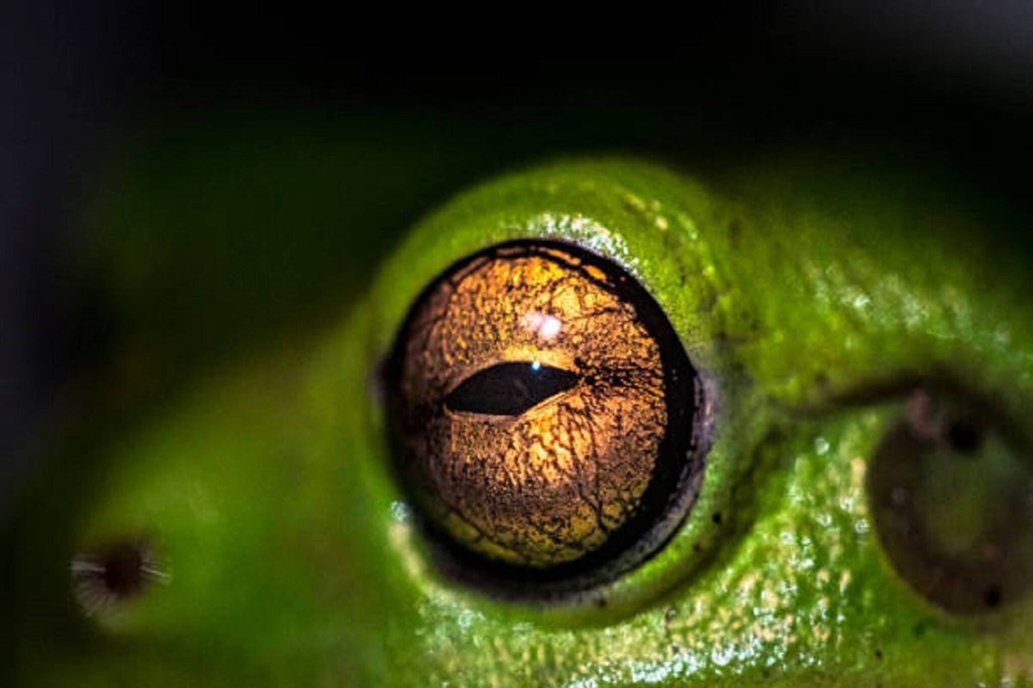 বলুন তো, সঙ্গমের পর পুরুষ সঙ্গীকে খেয়ে নেয় কোন প্রাণী?