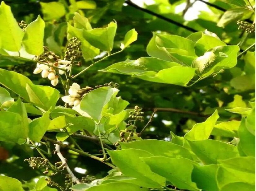 আয়ুর্বেদিক চিকিৎসক আরসি দ্বিবেদীর কাছ থেকে জেনে নিন করঞ্জার উপকারিতা

। ঝাড়খণ্ডের ছতরপুর জেলায় এই গাছ বেশি মেলে। ছতরপুরের আয়ুর্বেদাচার্য আরসি দ্বিবেদী লোকাল 18-কে জানান, করঞ্জা দাঁত পরিষ্কার করতে অব্যর্থ। এটি দন্তচিকিৎসায় ব্যাপক হারে ব্যবহৃত হয়। এর নিয়মিত ব্যবহারে দাঁতের সমস্যা দূর হয়। এটি দাঁতকে শক্তিশালী ও সুস্থ করে তোলে। 