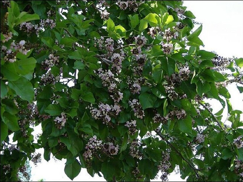 আয়ুর্বেদে করঞ্জার একটি আলাদা পরিচয় রয়েছে। এর বিভিন্ন অংশ আর্থ্রাইটিস, চুলকানি, দাঁতের ব্যথা এবং অন্যান্য স্বাস্থ্য সমস্যার চিকিৎসায় ব্যবহৃত হয়, যা এটিকে আয়ুর্বেদের ক্ষেত্রে বহুমুখী উপকারিতা যুক্ত উদ্ভিদ হিসেবে পরিচিতি দিয়েছে।  