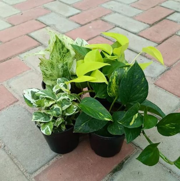 মানি প্ল্যান্টের পাতা হলুদ হওয়া শীতকালে একটি সাধারণ সমস্যা, যা ঠান্ডা হাওয়া এবং সূর্যের আলোর অভাবের কারণে ঘটে। তাপমাত্রার পরিবর্তনের কারণে মানি প্ল্যান্টের পাতা ঝরতে থাকে এবং তাদের রং হলুদ হতে শুরু করে। এমতাবস্থায় এমন কোন সমাধান আছে যা অবলম্বন করে আপনারও শীতেও বাড়ির মানি প্ল্যান্টকে সবুজ রাখতে পারেন? 