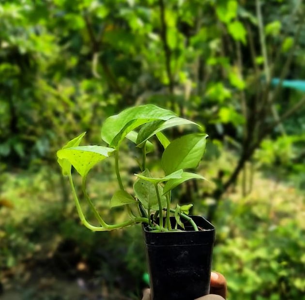 সঠিক জায়গায় রাখুন: শীতের মৌসুমে মানি প্ল্যান্টকে কয়েক ঘণ্টা সরাসরি সূর্যের আলোতে রাখুন। শীতকালে সূর্যালোকের অভাবে গাছপালা নষ্ট হতে থাকে। যেখানে রাতে শিশির পড়া থেকে রক্ষা করা জরুরি। আপনার বাড়ির মানি প্ল্যান্ট যদি ছাদে থাকে তাহলে রাতে ছাদের নিচে রাখুন।