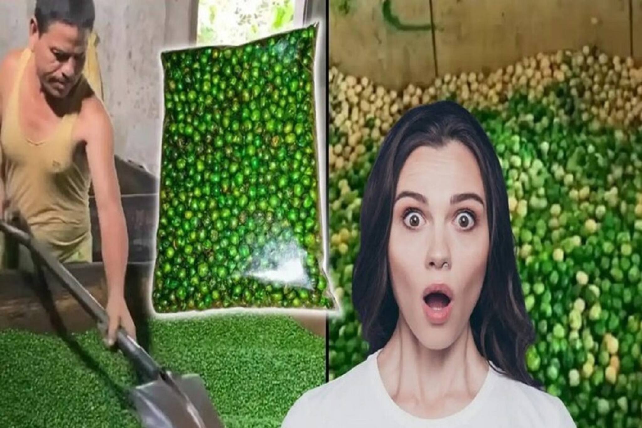 বাসে ট্রেনে সবুজ মটর কিনে খান? মটরশুঁটি নয় কিন্তু, আসলে কী জানলে শিউরে উঠবেন