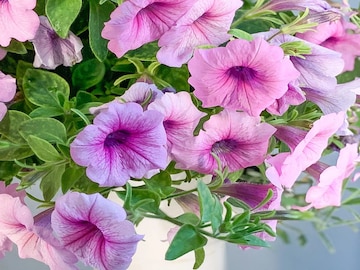 ফুলে ফুলে