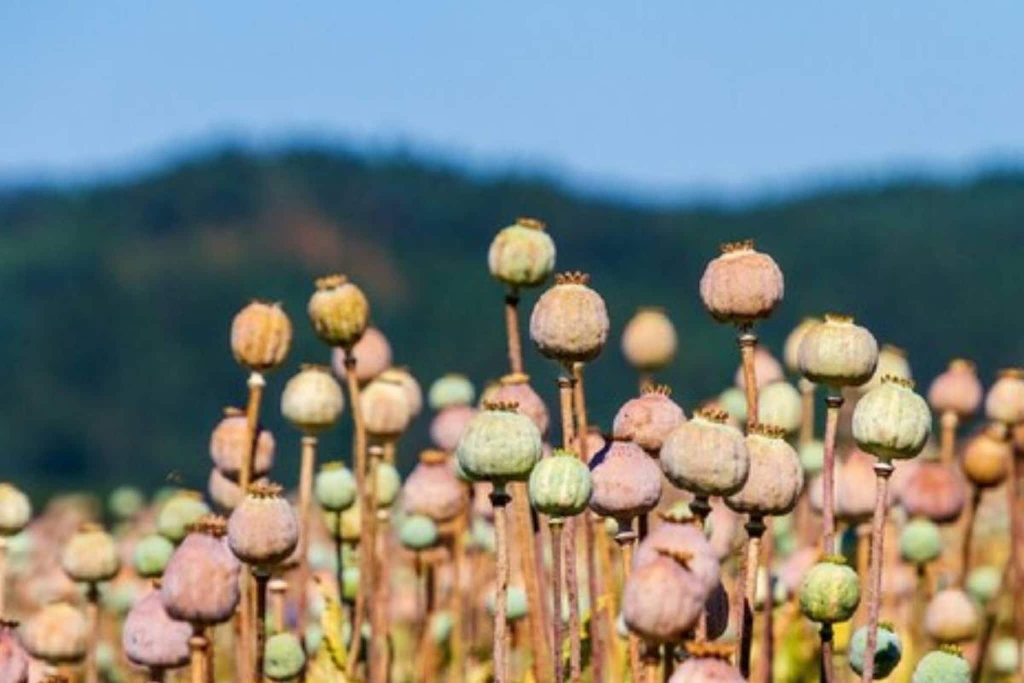 পোস্ত চাষে কোটি টাকা লাভ, কিন্তু ৩ রাজ্য ছাড়া কোথাও চাষ করা যায় না পোস্ত! জানেন কোন ৩ রাজ