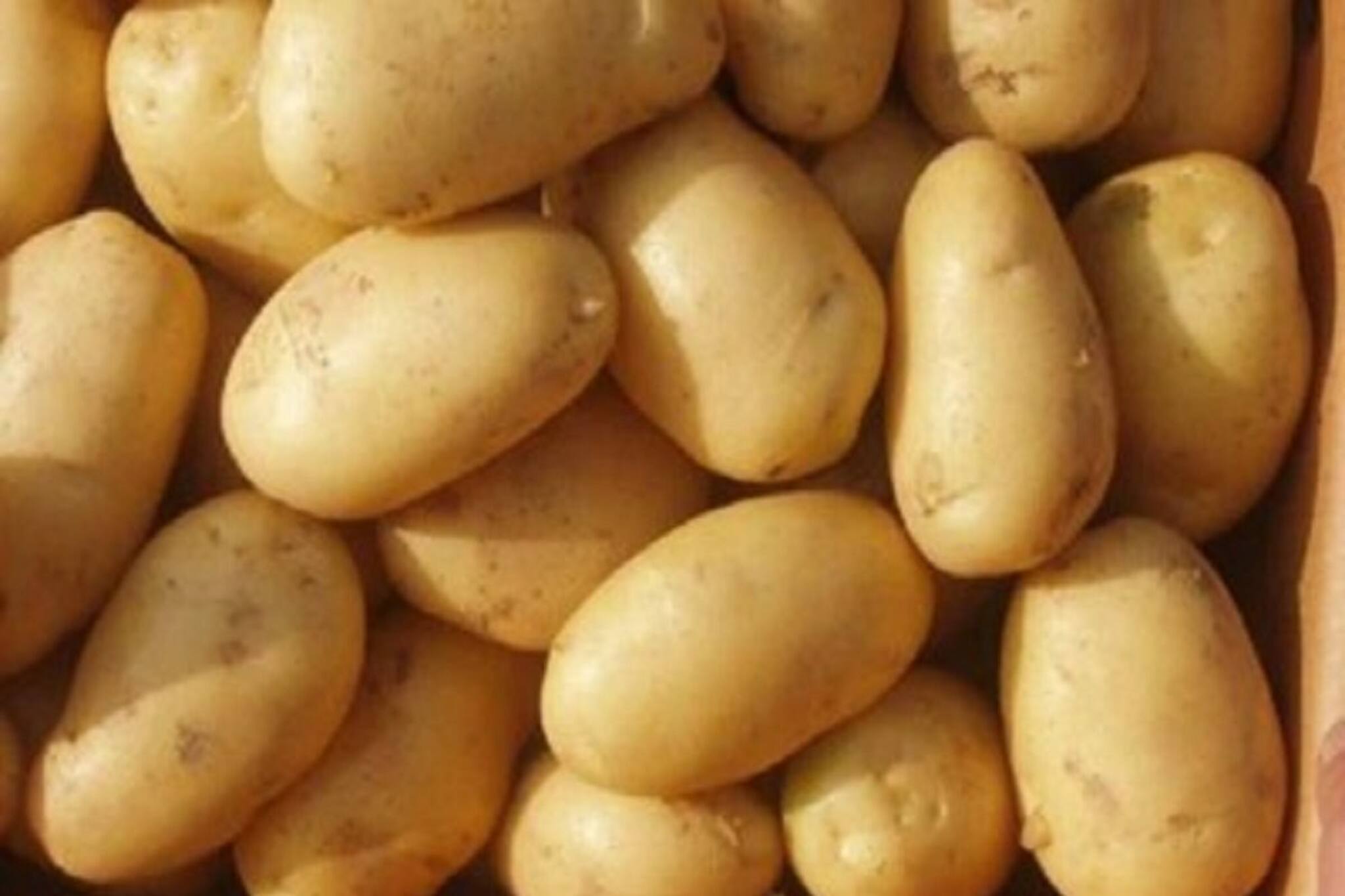 এমনিতেই বাজারে চড়া দাম, আলু নিয়ে এবার নতুন কোন আশঙ্কায় চাষিরা?