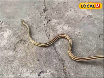 সর্বনাশ! পশ্চিমবঙ্গে এই প্রথম এ কোন সাপ পাওয়া গেল! মাথায় হাত সকলের!