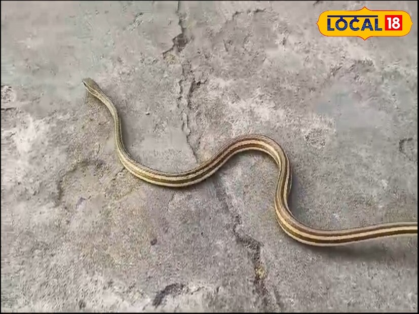 মুর্শিদাবাদ: ২২৮ বছর পর বিরল প্রজাতির সাপ উদ্ধার। "এক উড়ুক্কু সাপ বাড়িতে ঢুকেছে দয়া করে তাড়াতাড়ি আসুন।" এই ফোন পেয়ে ছুটে আসেন সর্প প্রেমী প্রলয় চট্টোপাধ্যায়। পেশায় স্কুল শিক্ষক। ঘটনাটি ঘটেছে মুর্শিদাবাদের ফরাক্কার দু'নম্বর নিশিন্দ্রা কলোনীতে। 