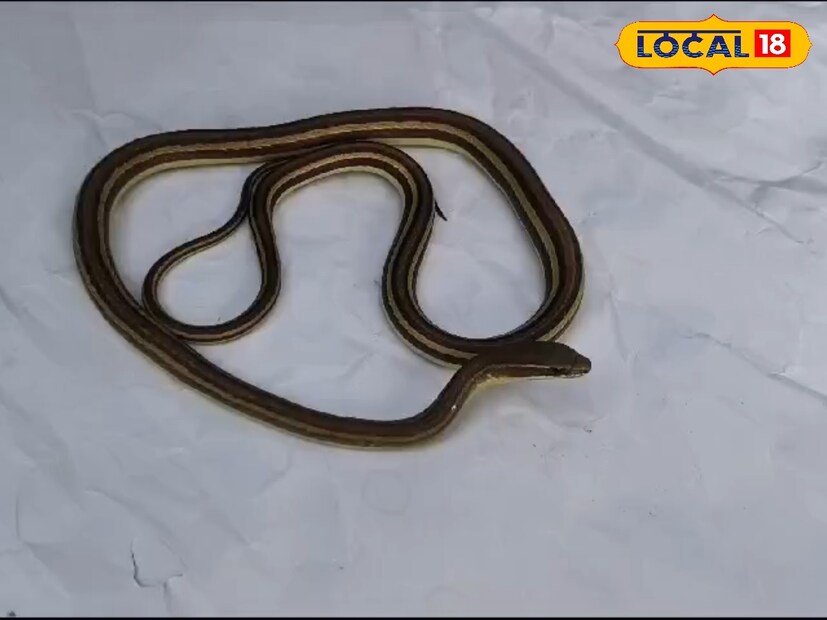 স্থানীয় সূত্রে জানা যায়, সাপটি মাটির গর্তে লুকিয়ে ছিল। বাড়ির আশেপাশের জঙ্গল সাফাই করছিল বাড়ির মালিক। পাশেই কেটে রাখা একটি সজনে গাছ। সাপটিকে ওই গাছের আশপাশে প্রায়ই দেখা যেত। সম্প্রতি ওই গাছটি কাটার জন্য হয়তো সাপটি তার বাসস্থান হারিয়ে এদিক-ওদিক ঘুরে বেড়াচ্ছে। 