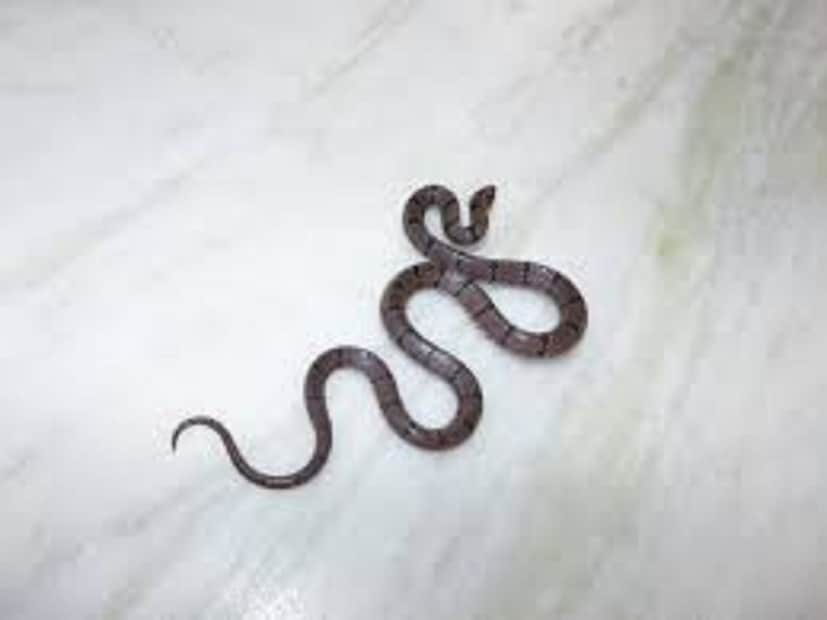 প্রলয় চট্টোপাধ্যায় জানান, খুব সাবধানে মাটির গর্ত খুঁড়ে সাপটি উদ্ধার করা হয়। সাপটির পেটের তলার হলুদ সাদা ও গায়ের ওপরে বাদামি রঙের সুন্দর দাগ কাটা। প্রাথমিকভাবে এটি একটি নির্বিষ বেত আছড়া সাপ বলে মনে হচ্ছিল। পরে হাতে নিয়ে সাপটির বেশ কিছু ছবি তুলে বন ফাউন্ডেশনের বিভিন্ন এক্সপার্টদের কাছে পাঠানো হয়। পরামর্শ চেয়ে জানতে চাওয়া হয়। 