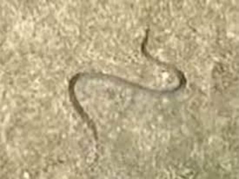 সর্প বিশেষজ্ঞ প্রজ্জ্বলরায় জানান অবিভক্ত বাংলার (বেঙ্গল প্রেসিডেন্সি) গঞ্জামে ১৭৯৬ সালে সাপটি দেখা যাওয়ার ২২৮ বছর পর এর দেখা মেলে পশ্চিমবঙ্গের ফরাক্কায়। তবে পশ্চিমবঙ্গে এর আগেই সাপটি কখনও উদ্ধার হয়নি বলে জানা যায়।  
