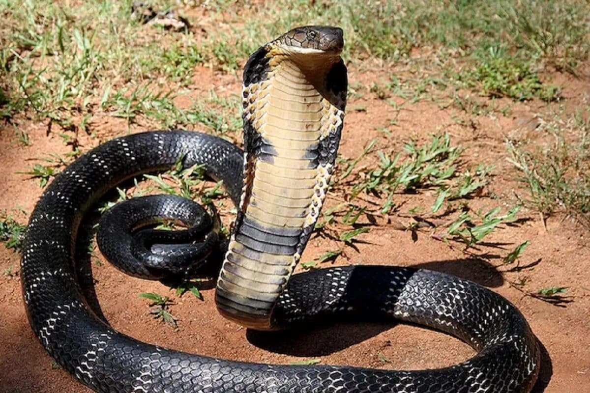 Snake Venom GK: সাপের নাম শুনলেই অনেকে ভয় পান! জানেন কি কোন সাপ একটা ছোবলে কতটা বিষ ঢালে?