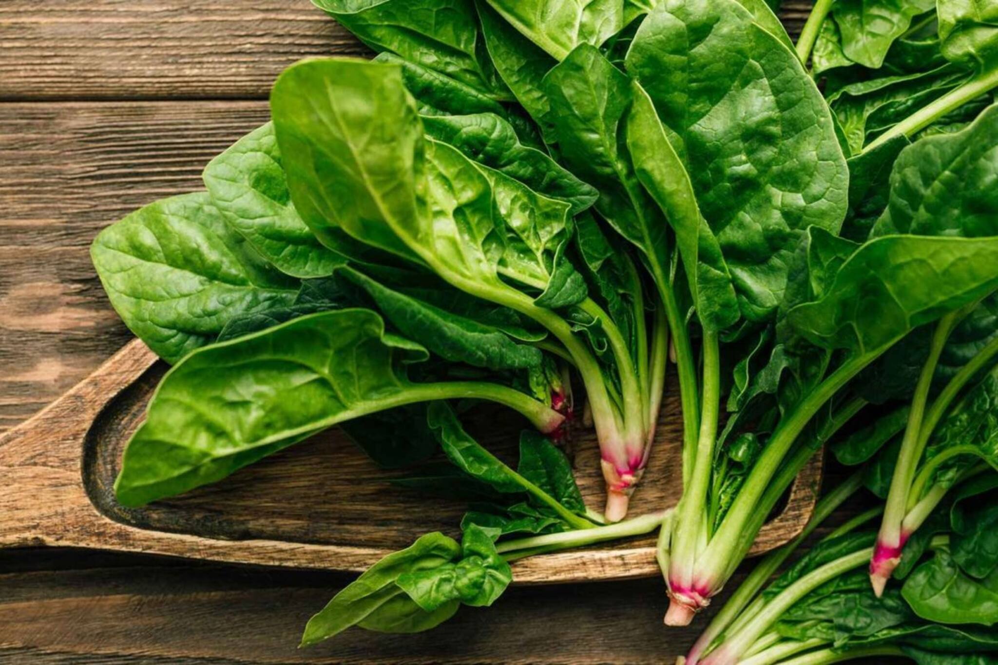 ভুলেও পালং শাকের সঙ্গে খাবেন না এই খাবারগুলি! বিষক্রিয়ায় ভয়ঙ্কর ক্ষতি হবে শরীরের