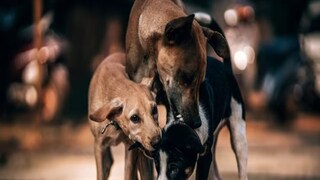 প্রতীকী ছবি