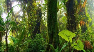 হঠাৎ ভোররাতে গ্রামে ঢুকে এল 'ওরা'