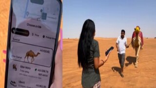 উবের ডেকে দেবে উটও! ছবি- ইনস্টাগ্রাম।