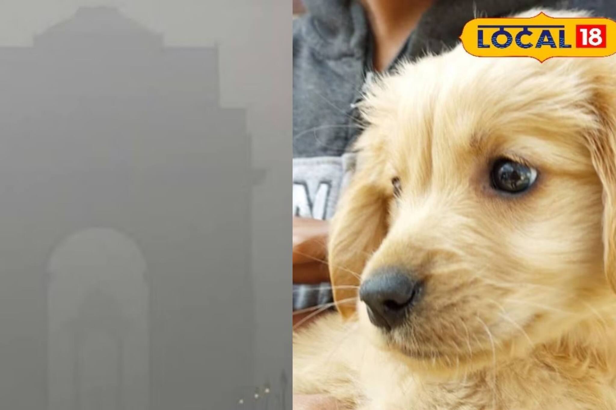 দিল্লিতে পশু চিকিৎসকদের চেম্বারে লম্বা লাইন...হঠাৎ কী হল? কারণ জানলে চোখ কপালে