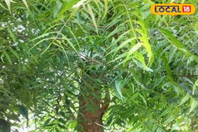 সিজেন চেঞ্জ বা আবহাওয়ার পরিবর্তেনের কারণে দাঁতের সমস্যা বাড়ছে। এমন অবস্থায় আপনি যদি প্রতিদিন নিম ফ্লস ব্যবহার করেন, তাহলে আপনার দাঁত থেকে আসা দুর্গন্ধ দূর হয়ে যাবে, ফ্লস করলে পোকামাকড় আপনার দাঁতে প্রবেশ করবে না।
