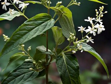 রাস্তায় অনাদরে 'কোটি কোটি টাকার' মহৌষধি,চিনে খেতে পারলেই লিভারের সব সমস্যা উধাও