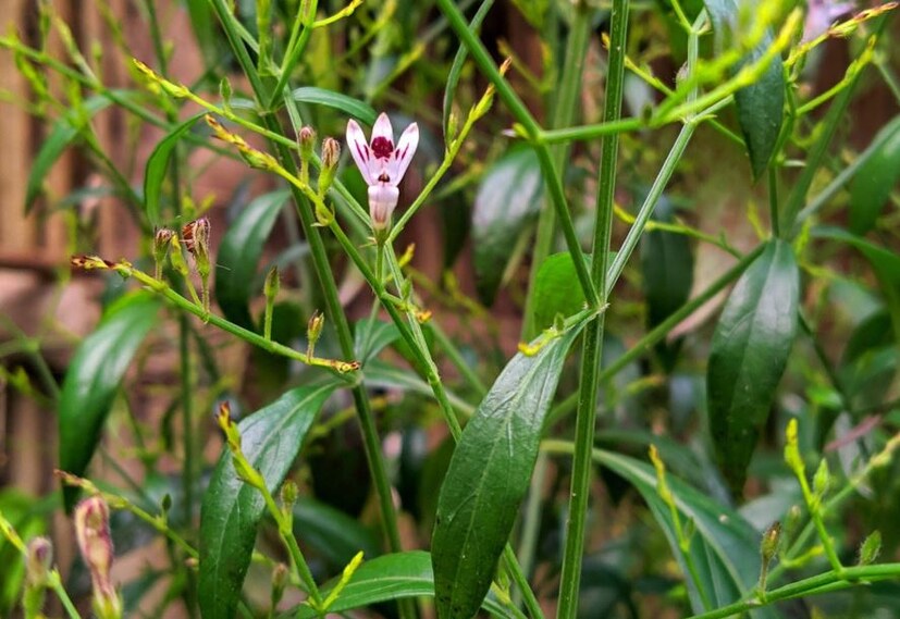ডায়াবেটিস এবং হজমের সমস্যার জন্য:ড. প্যাটেলের মতে, এই ওষুধটি পরিপাকতন্ত্রকে শক্তিশালী করে এবং ডায়াবেটিস রোগীদের জন্যও উপকারী। তবে এক্ষেত্রে মনে রাখা দরকার যে, কালমেঘের উপকারিতা তখনই পাওয়া যায়, যখন এটি সঠিক পরিমাণে ব্যবহার করা হয়। আর মাথায় রাখতে হবে, যে কোনও আয়ুর্বেদিক ওষুধ সেবন করার আগে বিশেষজ্ঞের পরামর্শ নেওয়া আবশ্যক।