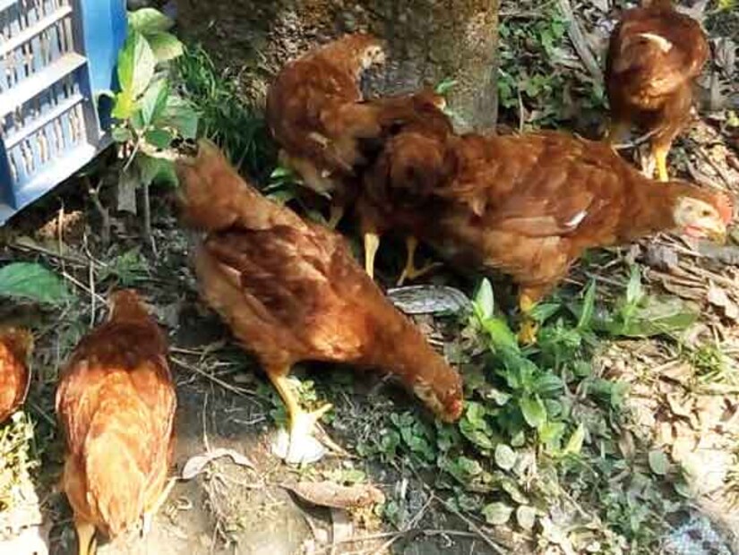 বনরাজা প্রজাতির মুরগিতে রোগের সংক্রমণ কম। ডিম আকারে বড়। বছরে ১৫০-১৬০টি ডিম দেয় এরা। 