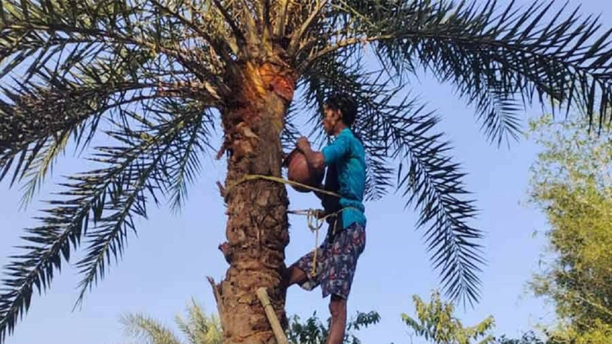 শীতে খেজুরের রস খাচ্ছেন? কোন সময়ে এবং কতটা রস খাওয়া নিরাপদ? কখন বিপদ বাড়ে?