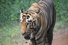 বাঁকুড়ায় বাঘবন্দি খেলা,ঘুমাপাড়ানি গুলি কি আদৌ বাঘিনির গায়ে লেগেছে?