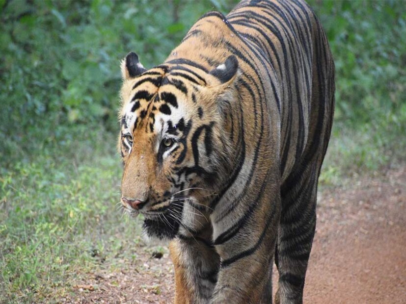 বাঁকুড়ার গোসাইডিহি গ্রামে রাতভর চলছে বাঘবন্দি খেলা। ঘুমপাড়ানি গুলি করার পরেও আয়ত্তে আনতে পারেনি জিনাতকে। যদিও একই জায়গায় ঘোরাফেরা করছে জিনাত। প্রতীকী ছবি।