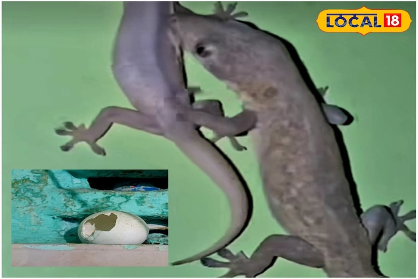 *ঘরে টিকটিকি দেখলেই মেজাজ সপ্তমে চড়ে যায়। তাই টিকটিকির উপদ্রব থেকে থেকে মুক্তি পাওয়ার জন্য কিছু ঘরোয়া উপায়ও অবলম্বন করা যেতে পারে। জেনে নেওয়া যাক সেই সব উপায়ের বিষয়ে। সংগৃহীত ছবি। 