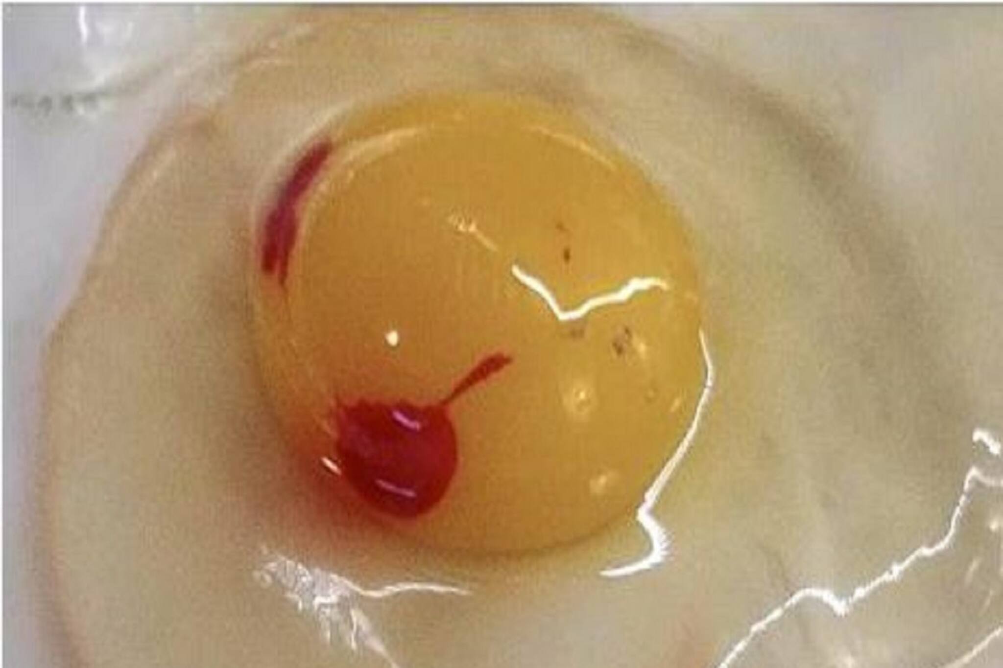 কাঁচা ডিমের কুসুমে রক্তের দাগ? এই ডিম খেয়ে ফেললে শরীরে কী হয়? জানাচ্ছে গবেষণা