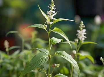 অবহেলার এই গাছ স্বাদে তেতো হলেও কাজে দারুণ! চিবিয়ে খেলে জব্দ ডায়াবেটিস, পেটের রোগ...