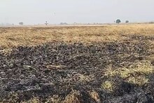 পরিবেশের জন‍্য সর্বনাশা! নিষেধাজ্ঞায় থোড়াই কেয়ার, নাড়া পোড়ানো অব্যাহত