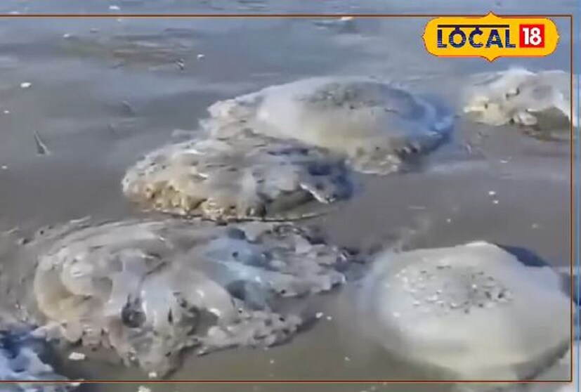 কারণ সম্প্রতি অতীতে দিঘা সমুদ্র সৈকতে ঢেউয়ে ভেসে এসেছে, নানান ধরনের সামুদ্রিক মাছ সহ জেলিফিশ। জেলিফিশ সাধারণত সমুদ্রের জলে লবনের পরিমাণ বেড়ে গেলে সমুদ্র সৈকতের দিকে ভেসে আসে। শীতের দিনে দিঘা সমুদ্র সৈকতে সময় কাটাতে জেলিফিশের থেকে দূরে থাকুন।