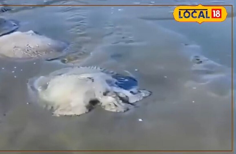 সমুদ্রের জলে লবণাক্তের পরিমাণ বেড়ে গেলে জেলিফিশ সমুদ্র সৈকতের দিকে ভেসে আসে। বর্তমানে জেলিফিশের বাণিজ্যিক ব্যবহার বেড়েছে। তবে বেশ কিছু প্রজাতির জেলিফিশ আছে যা কিছুটা বিষাক্ত। দিঘা সমুদ্র সৈকতে ভেসে আসা জেলিফিশ কতটা বিষাক্ত জেনে নিন।