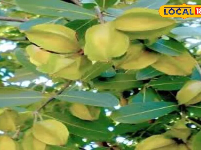 আমাদের চারপাশে অনেক ঔষধি গুণসম্পন্ন গাছ-গাছালি রয়েছে, যার পাতা, শিকড়, ফুল ও ফল অত্যন্ত কার্যকর বলে বিবেচিত হয়। এর মধ&#x200d;্যে অন&#x200d;্যতম সেরা একটি গাছ হল অর্জুন গাছ। 