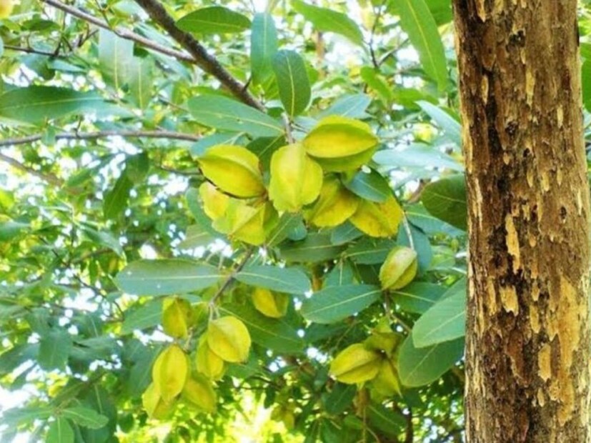 আয়ুর্বেদ বিশেষজ্ঞ ডাঃ পুনম রাই জানালেন অর্জুন গাছ সম্পর্কে। তিনি জানালেন এই গাছের ছালের হাজার উপকারিতার কথা। তিনি জানালেন, গাছের প্রতিটি অংশই উপকারী ও ঔষধি গুণে পরিপূর্ণ।